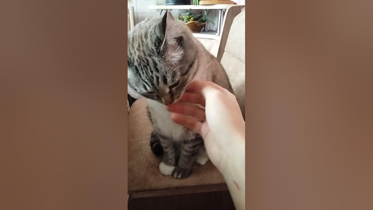 Cat licking my hand YouTube