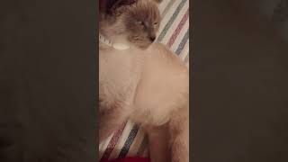 Claudia Blue Point Siamese SPCR
