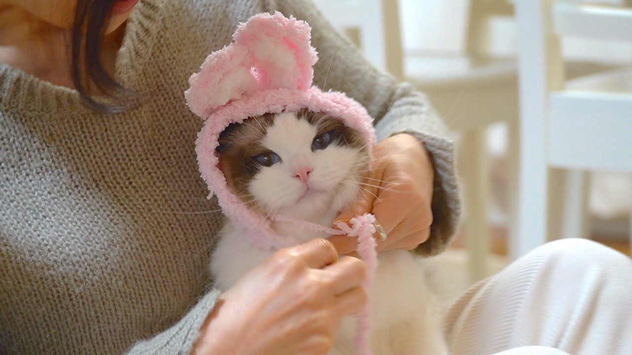 안녕하세요! 근데 고양이세요? 토끼세요? 🐱? 🐰?