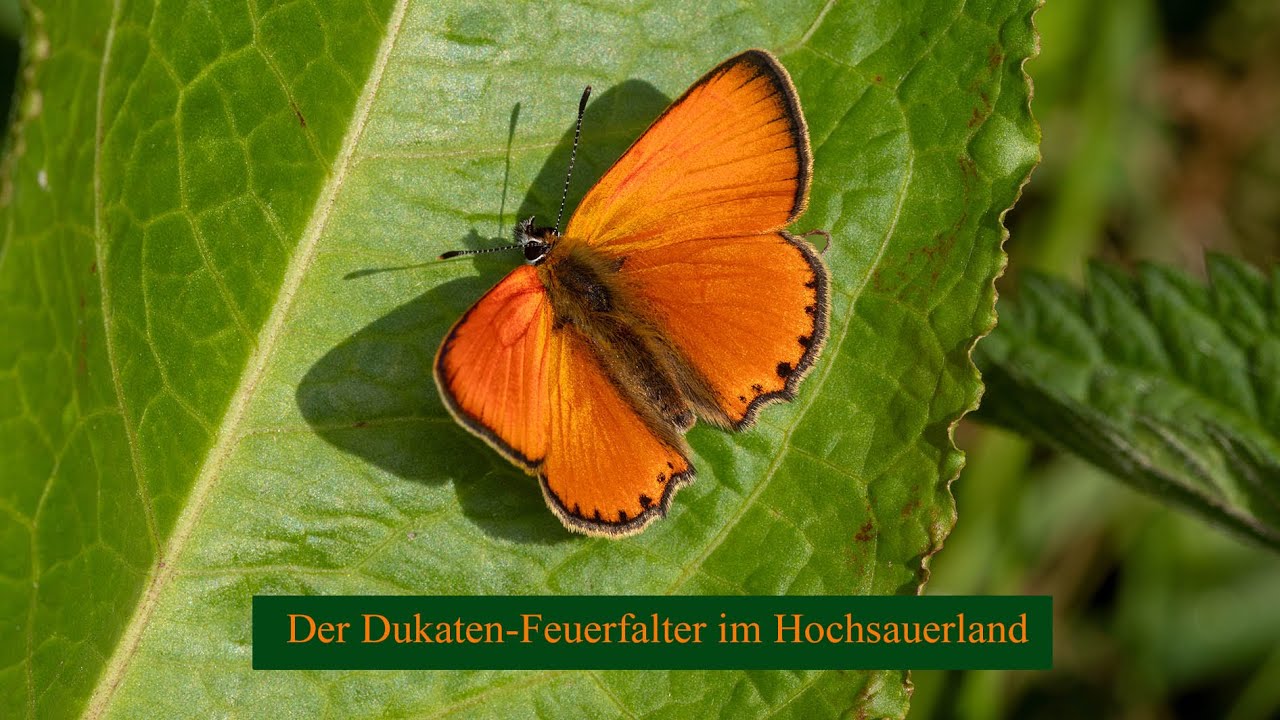Fliegende Goldstücke: der Dukatenfalter im Hochsauerland