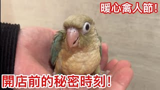 禽人節！折衷鸚鵡X藍銀絲X藍化肉桂小太陽寶寶「開店前」餵食的秘密餵食秀！【鸚鵡小木屋】