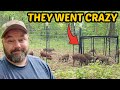 They charged at me record hog catch in metal box trap