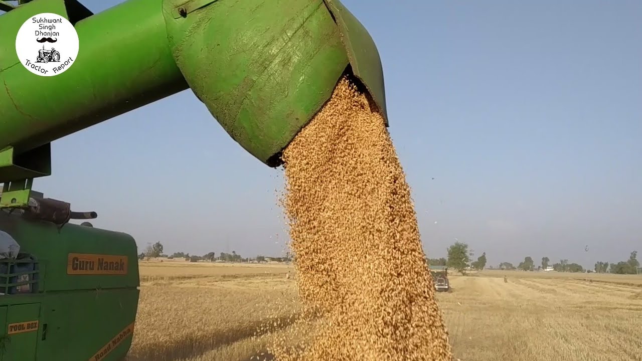 Wheat Harvesting INDIA