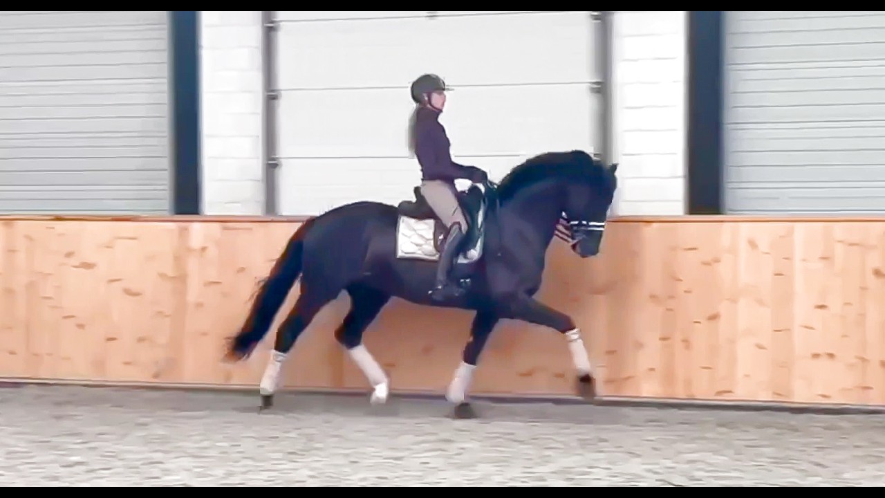 Lowlands OLD (Millennium x Donnerball) Schooling with Dinja van Liere - November, 2022