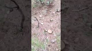 Kuzu Göbeği Mantarı