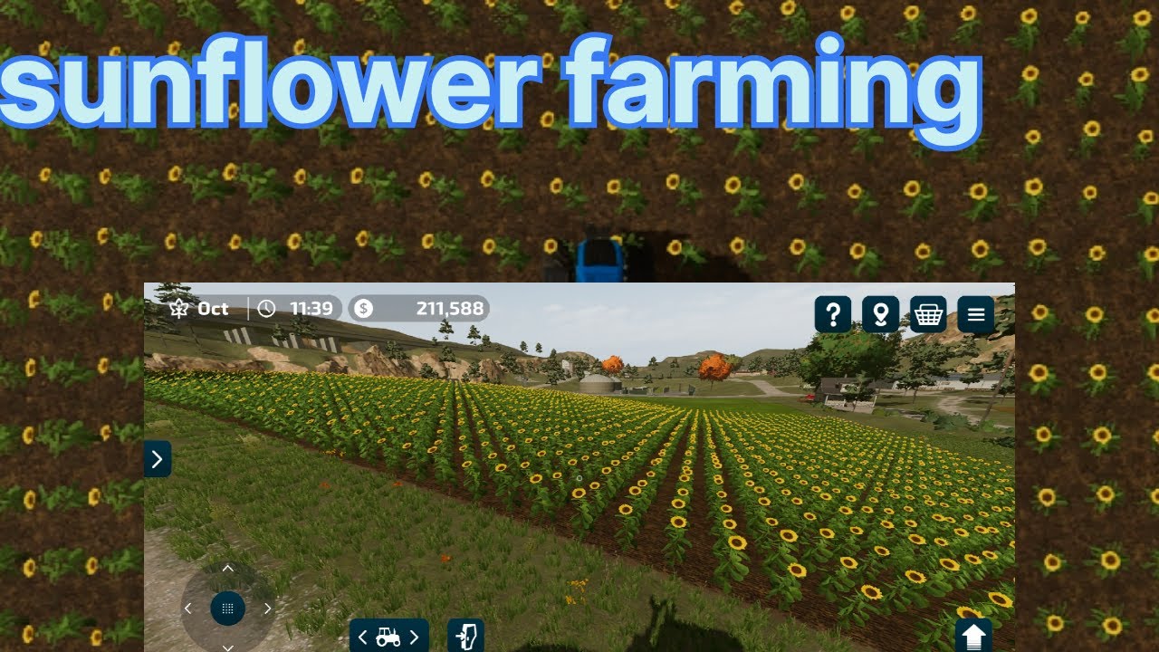 fs23 sunflower,   fs23 sunflower oil,  how to harvest sunflower in fs 23