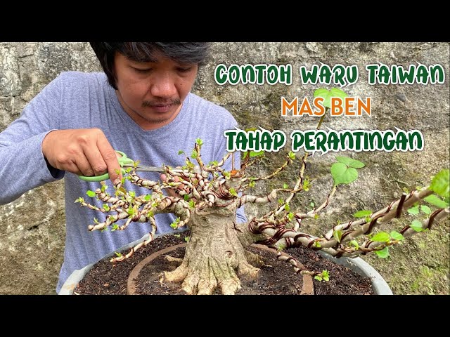 CONTOH BONSAI WARU TAIWAN MILIK MAS BEN YANG SUDAH KETAHAP PERANTINGAN class=