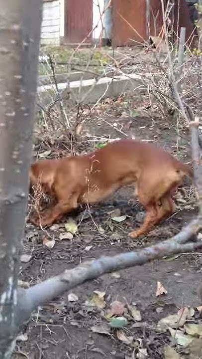 видео "Собака выполняет команду,,апорт часть 1"просто клас" - YouTube