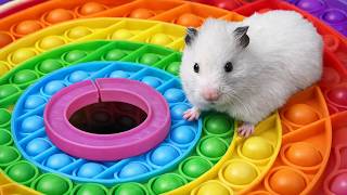 Hamster Escapes the Rainbow POP IT Maze [OBSTACLE COURSE]