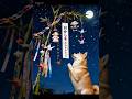 柴犬福 AIぷりちシリーズ七夕編🤣Shiba-Wish🤩#shorts #柴犬 #japanesedog #shibainu #dogshorts #시바견 #funny #癒し #七夕
