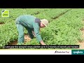 Syngenta Amistar Top Successful Story 