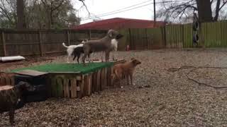 319 Ruby Janie Rowlf Abby Sita Charlie