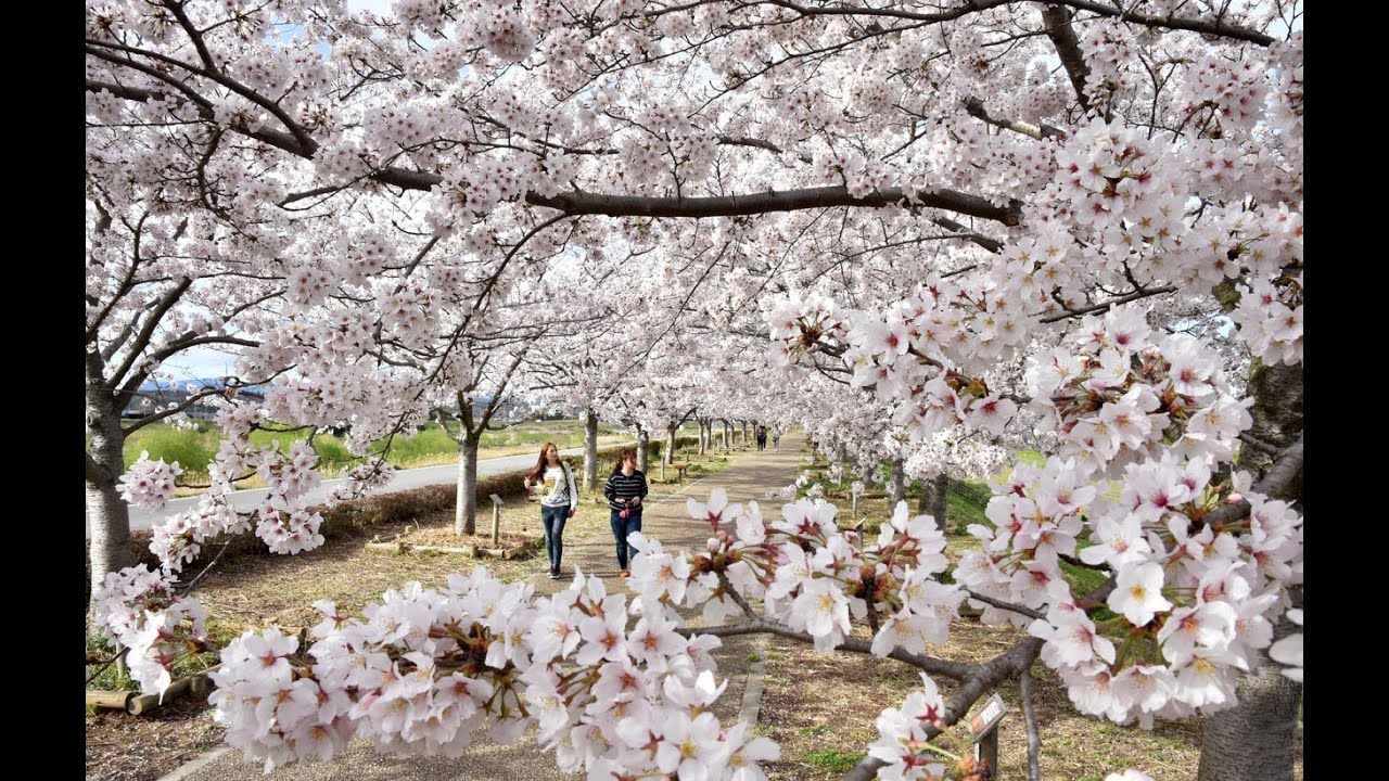 お の 桜 づつみ 回廊