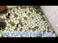 【閲覧注意】大量のゴキブリがトイレの土間排水口を詰まらせたのか⁉️