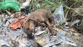 Pets Rescue | Little Dog Poor Abandoned On The Road In The Hot Sun No One Cares  Goodbye