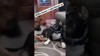 Pitbull puppy fights German Shepherd over toy!