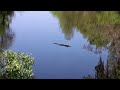 John Chestnut Sr Park, East Lake Florida