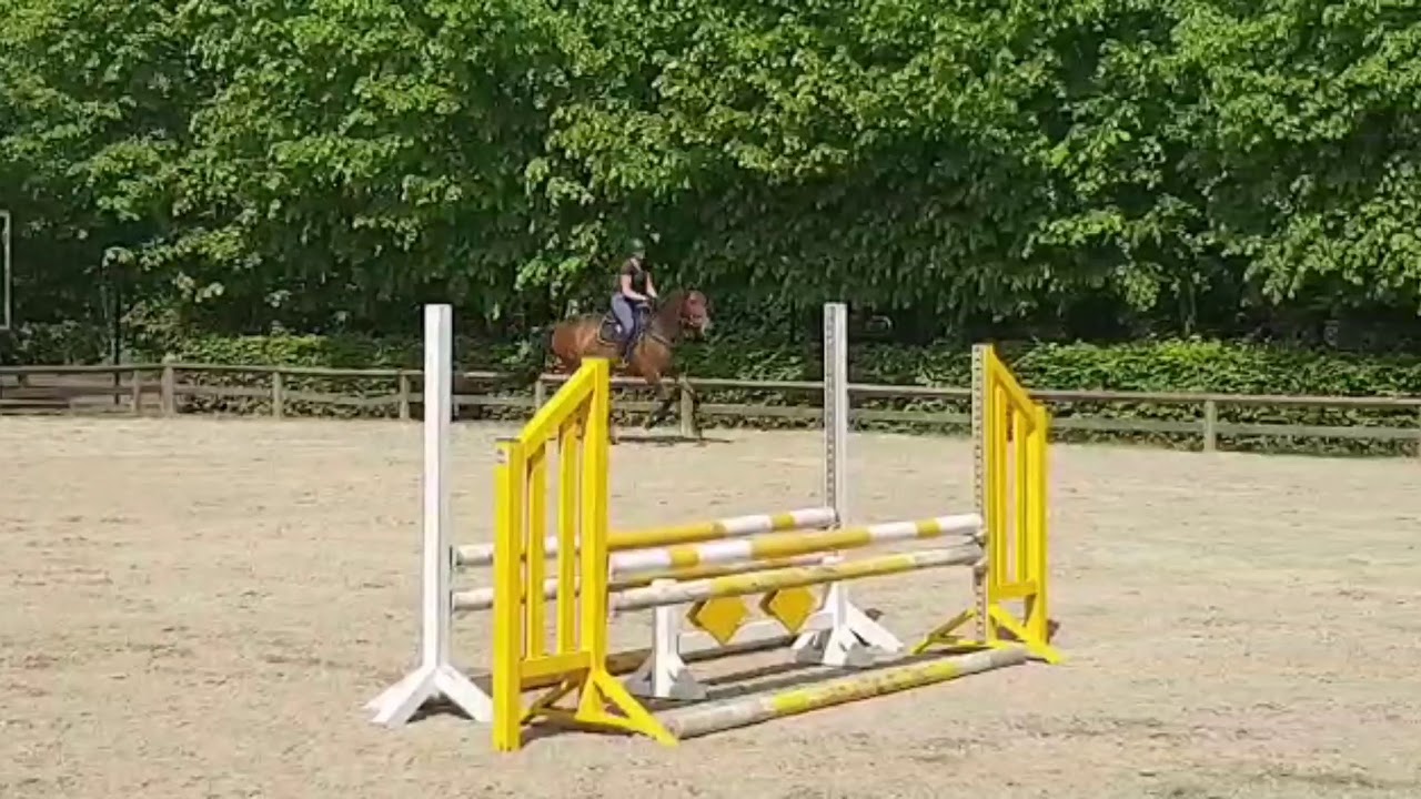 Qc Tic Tac jump 5y ol mare by Feiner Furst