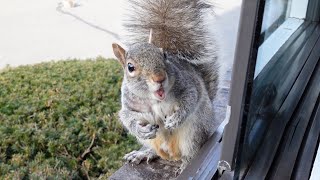 The squirrels and I have some exciting news by Squirrels at the window 17,748 views 1 month ago 3 minutes, 58 seconds