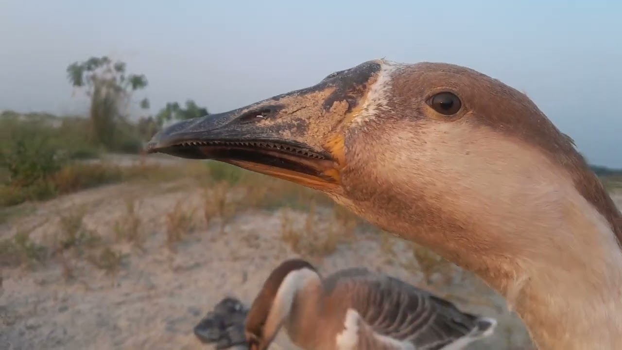 বিকালে ঘুরতে বের হয়েছে রাজহাঁস। Swans are eating grass। Swans। রাজহাঁস। রাজহংসী। Goose। Mon Pets