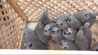Kaçak avcılardan kurtarılan keklikler doğaya salındı