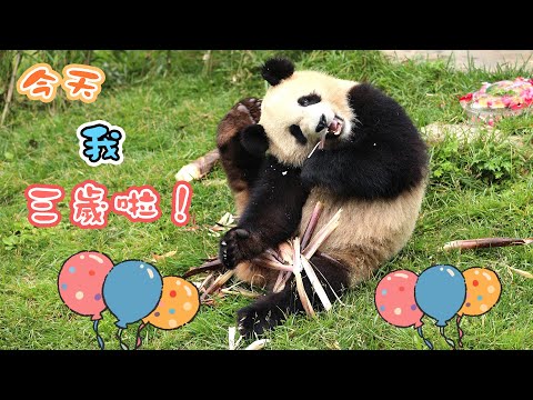 《熊貓播報》大熊貓“山竹”迎來三歲生日 | iPanda熊貓頻道