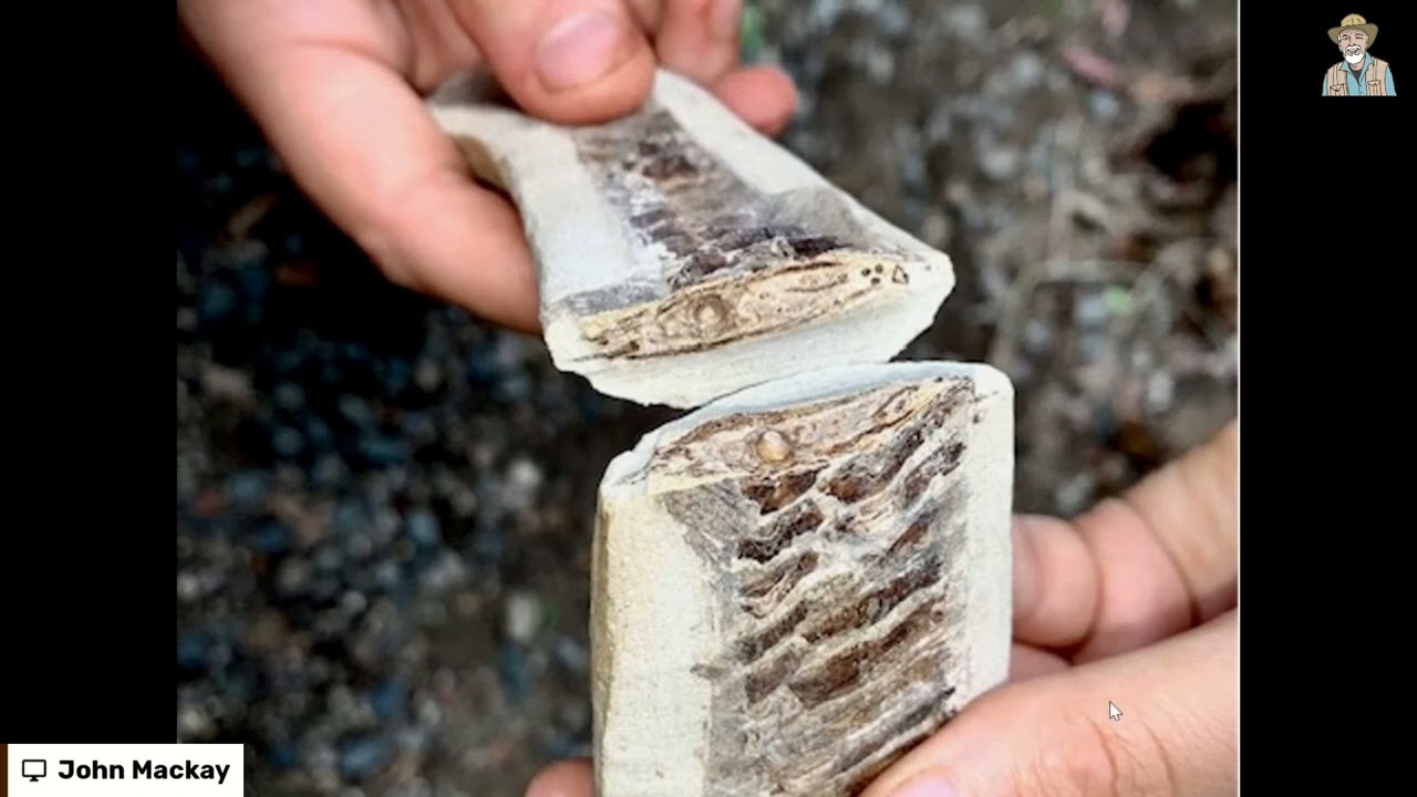 Fossil Still Has GUTS Intact!? 