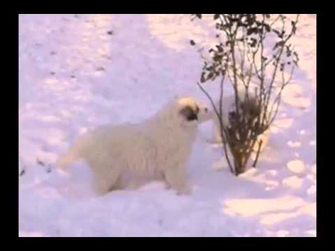 Chiots Montagne Des Pyrénées Dans La Neige Mettre Le Son