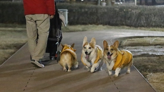 SAMCORGI Night Walk screenshot 4