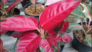 4 Jenis Tanaman Aglaonema Yang Memiliki Warna Daun Merah eps 6