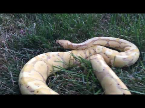 THE BANANA BALL PYTHON.... THE BANANA GENE- VERY COOL!