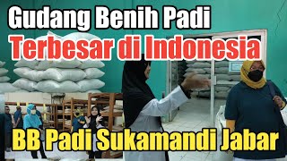 The Largest Rice Seed Warehouse in Indonesia || BB Padi Sukamandi Subang, West Java