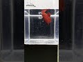 20 mins super red plakat betta fish 1 year old betta fish clean body hi quality