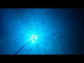 Massive bait ball attracted to blue underwater fishing light by IllumiSea Aquatic Lights