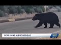 Bear sighting in Albuquerque neighborhood