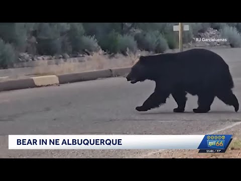 Ведмідь прогулювався посеред вулиці