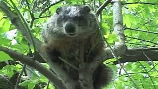 The Groundhog on the Tree / 木の上のグランドホッグ