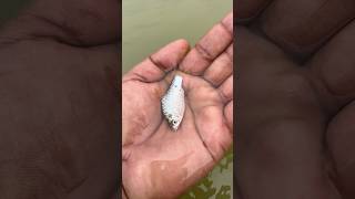 🤔 Amazing Fish Catch by Fisherman! #viral #fish #fishing #wildliferescue #shorts #trending