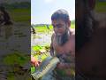 Wow! Amazing Polo Fishing Videos ! Best Big Fish Catching ! Primitive Technique fishing #fish #india