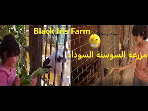 آدم وليديا بمزرعة السوسنة السوداءAdam and Lydia having fun at Black Iris Farm