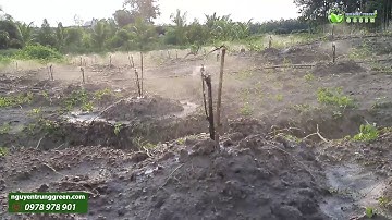 Béc tưới vp5 plus, béc tưới giá rẻ thực tế tại vườn hiệu quả ra sao?