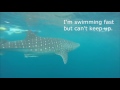In search of a Whale Shark