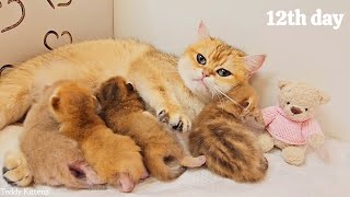 Мама-Кошка Месит Свои Крохотные Золотые Пирожки 🥰 И Громко Мурчит