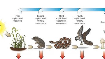 Energy Flow through Food Chains