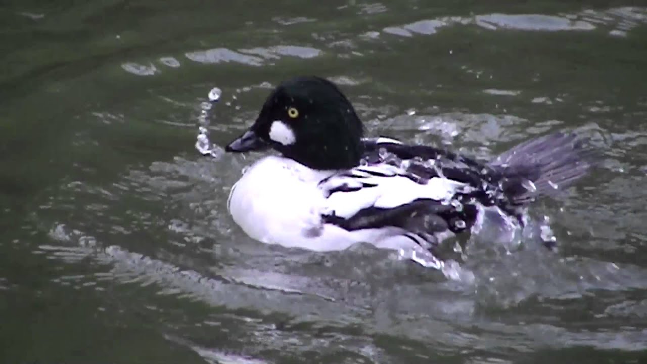Slowmotion Ducks impressive shots of ducks washing themselves ) Enten