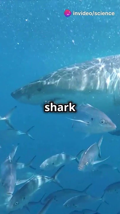 Sharks turn on each other#news #facts #scientists #science #viralvideo