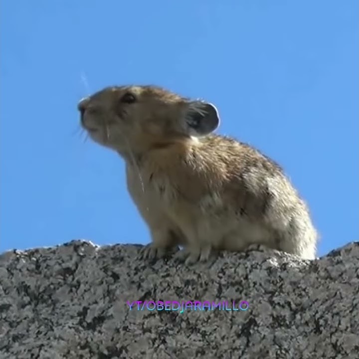 Ay-Oh Ardilla Freddie Mercury / Chipmunk