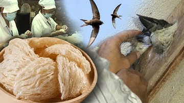 The Process of Harvesting and Processing Bird