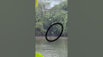 First-Ever Footage of the Jarawa Tribe: A Glimpse into the Ancient World