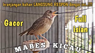 Branjangan bahan LANGSUNG NYAUT dengar branjangan parva gacor ini || Pancingan Branjangan Ampuh